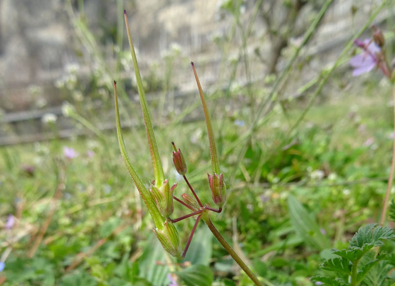 Erodium cicutarium - Geraniaceae